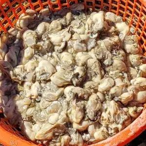 고흥 자연산 돌 굴 1kg 70미내외 소굴 고흥굴 고흥 생굴 1kg 깐굴 햇굴 햇 생굴 회 김장굴 자연산굴 작은굴