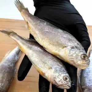 급냉 국산 참 조기 500g 8-10미 냉동 참 조기 깡치 냉동 조기 에어프라이어 제사조기 제사용조기 국산조기