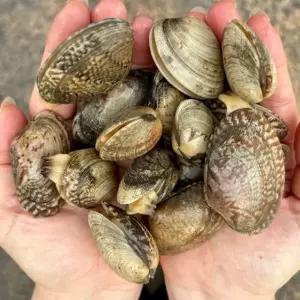 자연산 남해 바지락 1kg 50-60미 활바지락 생 물바지락 제철바지락 국산바지락 국내산바지락 소주안주