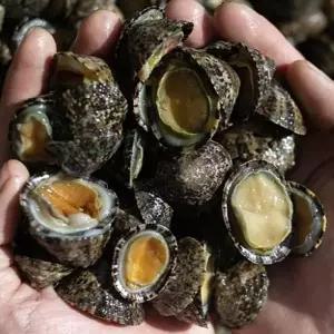 자연산 급냉 거문도 배말 1kg 60-100미 애기 삿갓조개 따개비 배말 칼국수 용 배말 겨울별미 제철해산물