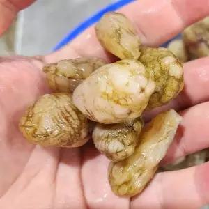 남해 오만둥이 1kg 120미내외 생물 오만둥이 회 오만디 오만득이 미더덕 오만둥이 된장찌개 재료