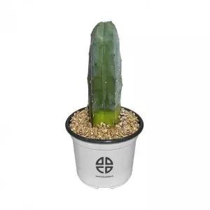 [콩심팥심]용신목 선인장 사막 식물 관찰 실험용 기둥 선인장