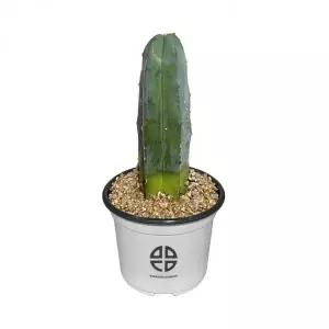 용신목 선인장 사막 식물 관찰 실험용 기둥 선인장