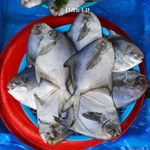 병어 신선한 목포 손질 손질세척 생물 횟감 덕자 구이용 냉동병어