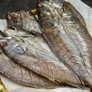 반건조 민어 10미