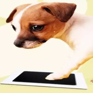 발도장 강아지발도장스탬프 스탬프 트렌드 도장스탬프패드 강아지 강아지발바닥 신상입고 발도장액자