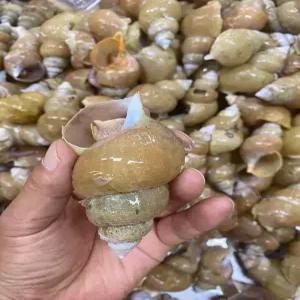 [신선식품] 동해안 포항 제철 급냉 활골뱅이