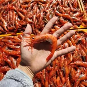 동해 묵호항 단새우 1kg 홍새우 아마에비