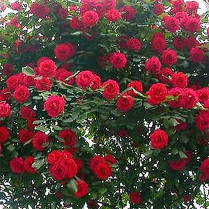 순희농장 덩굴장미묘목 넝쿨장미묘목 빨강색 1미터이상 장미꽃