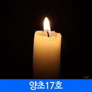 (총판) 양초 집회 촛불 시위 원형 아로마 향초 컵 캔들 초 티라이트 소원 기도 수능 제사양초