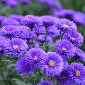 아스타 국화모종 10개세트(3색_보라색,진분홍색,흰색,3치포트,노지월동)