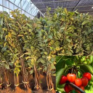 체리나무묘목  스위트하트 (접목1년생) 특묘  자가결실 자가수정 과수 유실수 