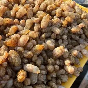 통통 오만둥이 1kg(150~170미 내외)