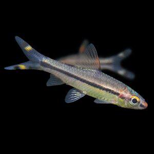 나나아쿠아 열대어 로즈라인 바브 2마리