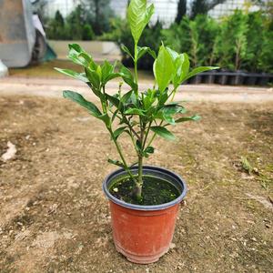 치자나무 묘목 열매치자 4치포트  나무언니