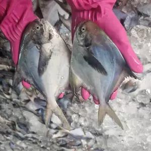 남해안 횟감용 병어 회 구이 찜 조림 1kg