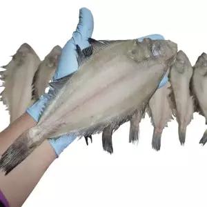 웰빙미래 국산 반건조물가자미중 기름가자미 반건조미주구리중 10마리 25cm내외 구이용 조림용 국산 가자미