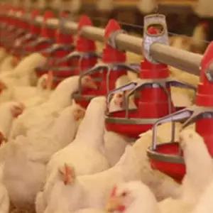 사료통 병아리 닭 모이통 자동 급수기 2.5kg 사료통