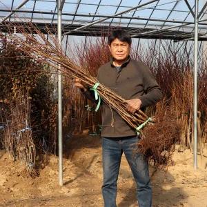복숭아나무 묘목 2년생 백도 올유명 천중도엑셀라 대옥계 중생황도 엘바트 수황 용택골드 마도카