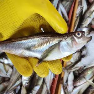 자연산 급냉 도루묵 1kg 10-14미 알랜덤 냉동도루묵 알도루묵 햇도루묵 제철도루묵 알배기 도루묵 구이