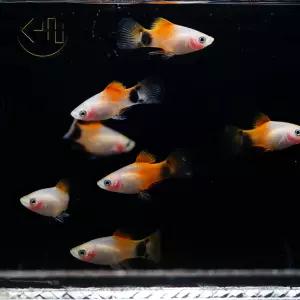 네온 미키마우스 플래티 (관상어, 열대어)