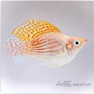 [에이투비]플래티넘 핑크 오렌지 풍선 몰리 / 3~4cm 전후 / 1마리