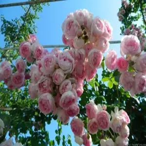 넝쿨사계장미 자스미나 6치 포트묘 유럽장미 묘목 조경수