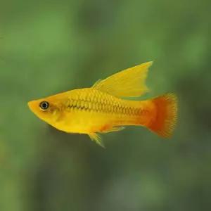 열대어 하이핀 플래티 썬셋 골드 1마리