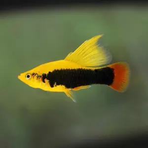 열대어 하이핀 플래티 썬셋 하와이 1마리