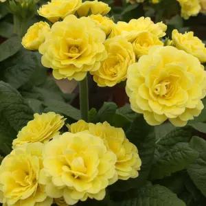 앵초 프레시 레몬 15cm 포트묘 폴리아나 앵초 노지월동 프리뮬라 야생화 봄꽃