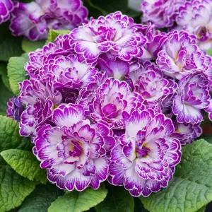 앵초 라이블리 라일락 15cm 포트묘 발레리나 앵초 노지월동 프리뮬라 야생화 봄꽃