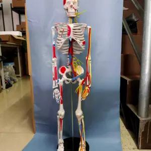 교육용 인체모형 전신 뼈구조 해골 두개골 관절 표본 실습 의학 스켈레톤