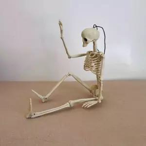 뼈 모형 교육용 인체 골격 해부학 요추 전신 병원 골반 신체구조