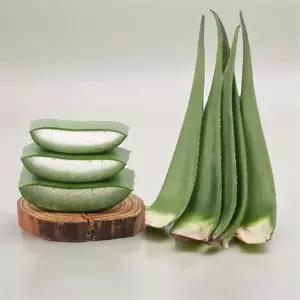 생알로에팩 알로에 베라겔 생 알로에베라 2kg