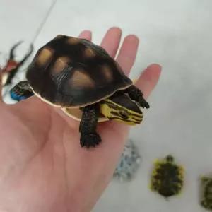 공룡 피규어 생물 대도감 곤충 사마귀 캡슐토이 장수풍뎅이 완구