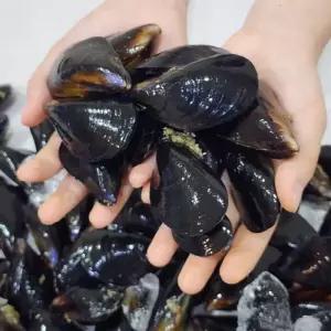 당일조업 국내산 다듬이 홍합 3+1kg