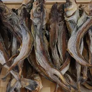 A급 줄노가리 파품 500g/노가리파지 건노가리 노가리