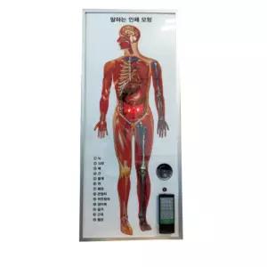 과학실설치 리모콘조작 점등 말하는 해부학 인체모형 실습모형 간호사교육 병원