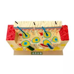 병원 학교 의료교육 피부구조 역할 설명 피부모형 인체모형 의사훈련 학원용 수업용