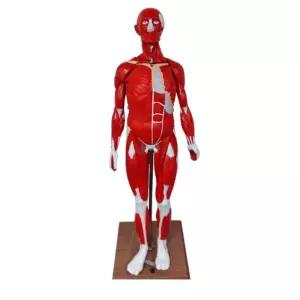 의료실습 학습용 교육용교구 탈부착 장기 인체 전신모형 간호실용 의과대학용 병원