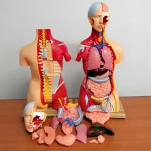 병원 의과대학 수업용 교육용 인체 해부모형 과학실 실습모형 의료모형 의료 해부학