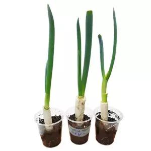 대파 뿌리 키우기용 화분 5개 자른파 식물 재생과정 화학교구 두뇌개발 팀과외 과탐실