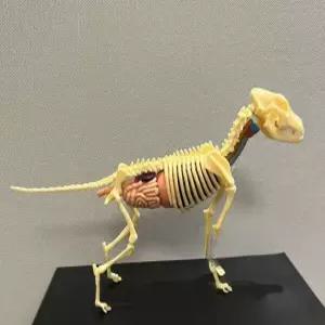 인체해부 모델 해부학 강아지뼈모형 실습용 두개골 골격표본 교육용