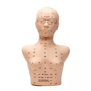 실습용 마네킹 마사지 연습 인체 모형 상반신 경혈 포인트 어깨 목 교구
