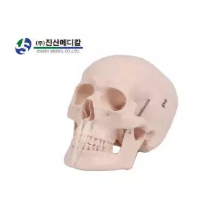 인체 해골 두개골 골격모형 과학 교육용 뇌모형 의료용 대학교