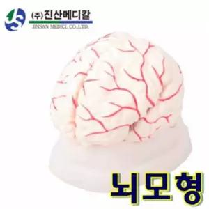 대학교 해부학 인체교구 뇌모형 머리골격 모델 해골 병원용 인간