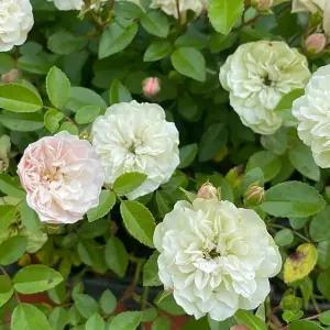 찔레 삼색찔레 야생화 다년생 노지월동 울타리식물 향기나는꽃 B02