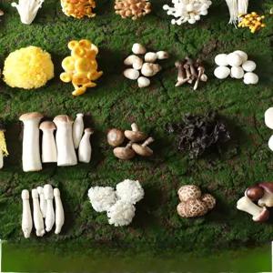 모형 버섯 모조 해산물 제작