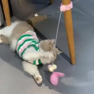 고양이장난감 PET 착감김 고양이 장난감 깃털 낚시대 사냥놀이