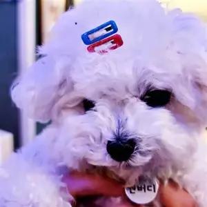 삔 강아지 머리핀 사각 똑딱핀 5P 말티즈